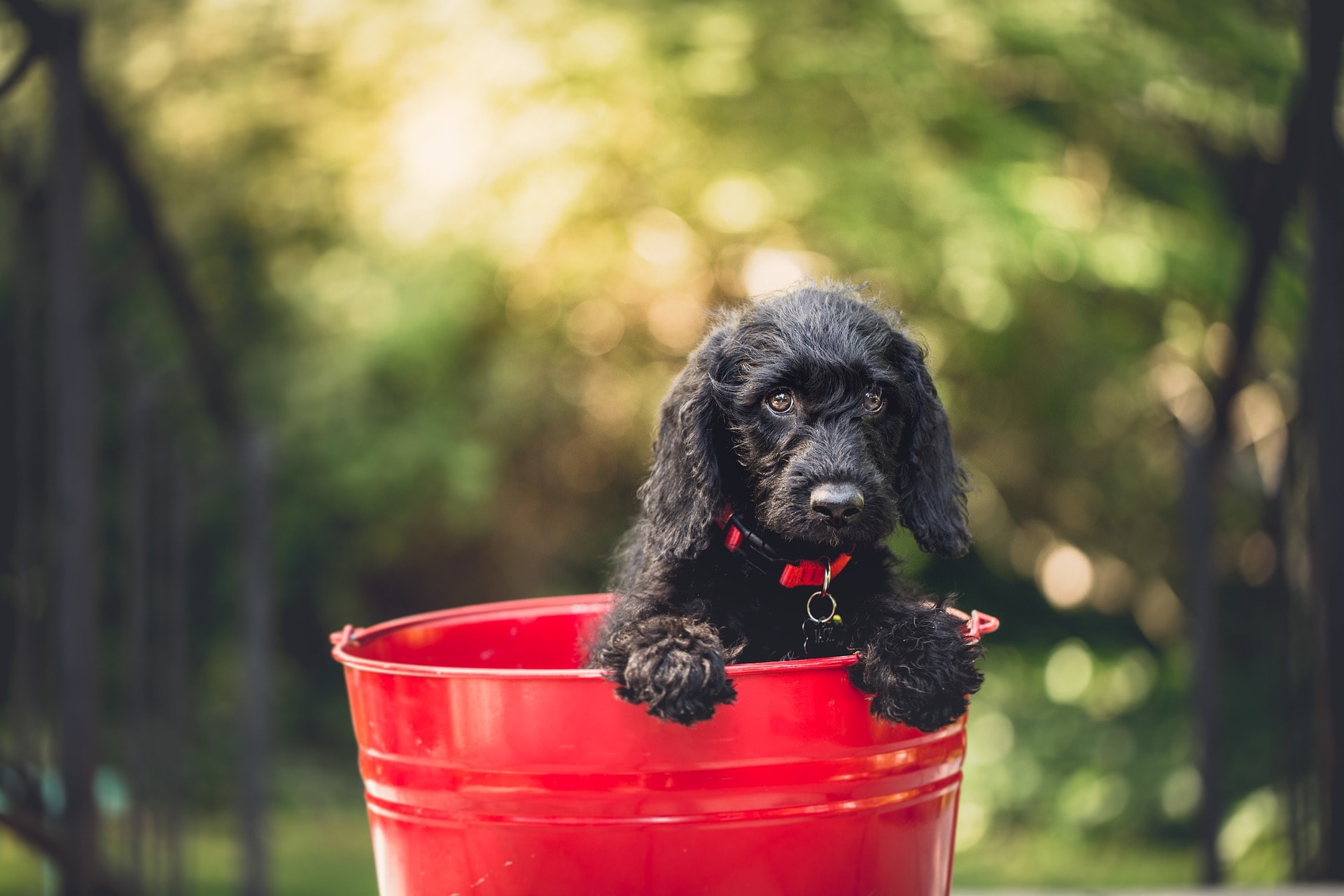 photo-gallery-chathams-small-animal-hospital-north-chatham-ny