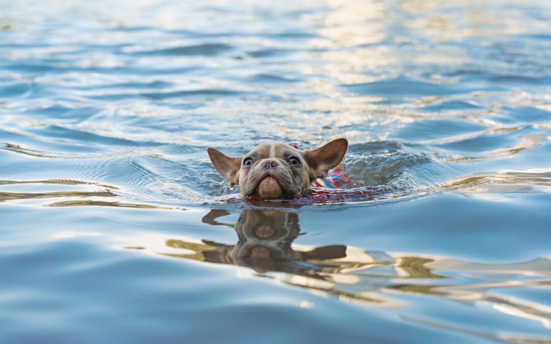 Swimming Safely with Your Pet: 5 Essential Tips