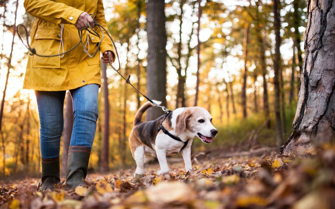Woman in yellow coat and jeans walking her old beagle dog in the woods