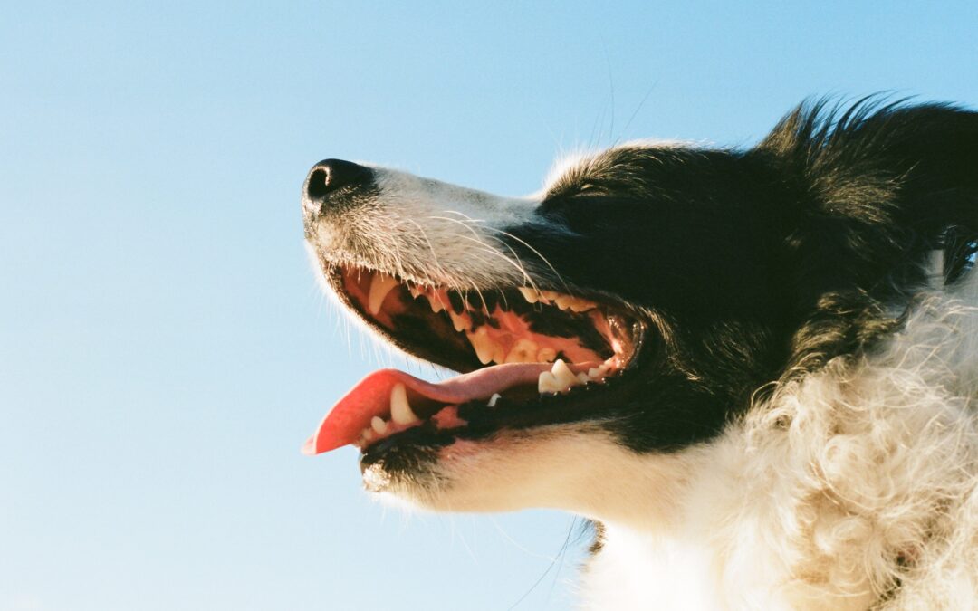 Grinning Bright, Wagging Right: Navigating Canine Dental Wellness